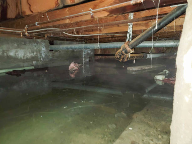 Best Water damage mitigation services  in Freeport, PA
